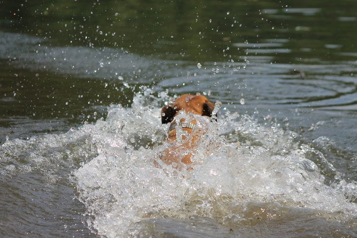 schwimmender Hund