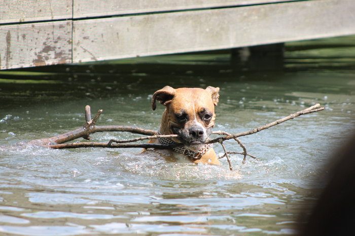 schwimmender Hund