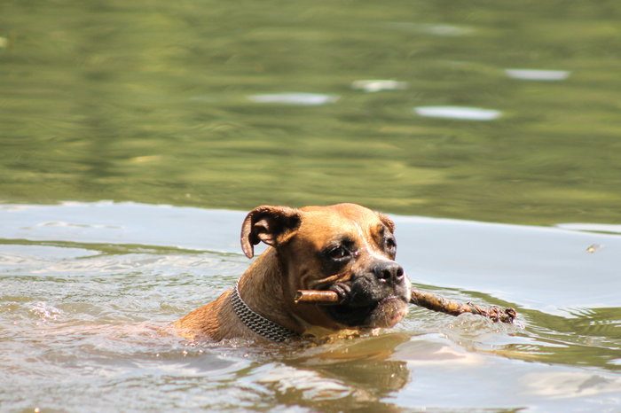 schwimmender Hund