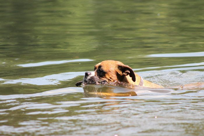 schwimmender Hund