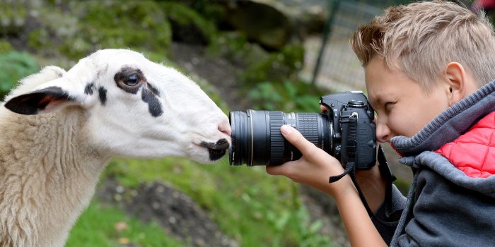 Schaf mit Fotograf