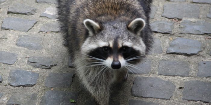 Waschbär