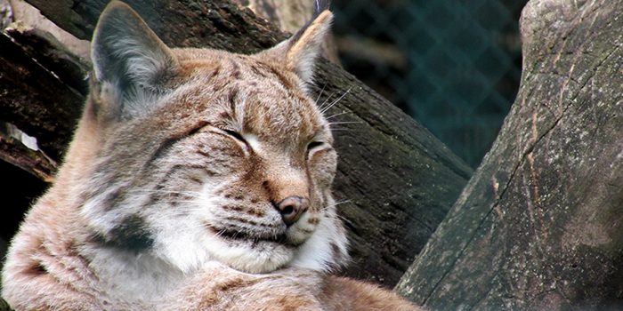 Luchs