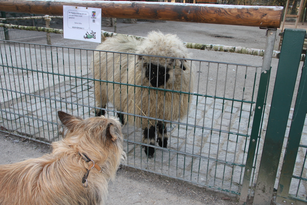 Hund und Schaf