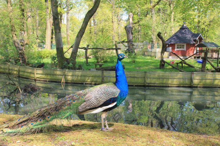 Pfau