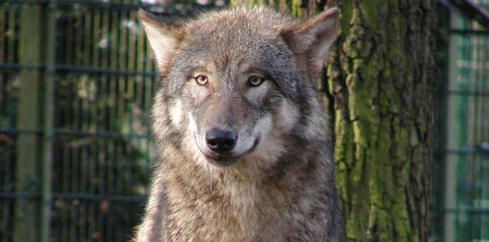 Wolf