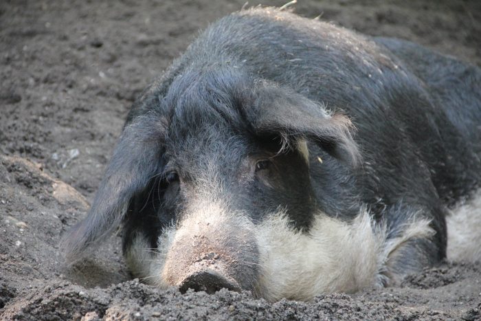 Wollschwein