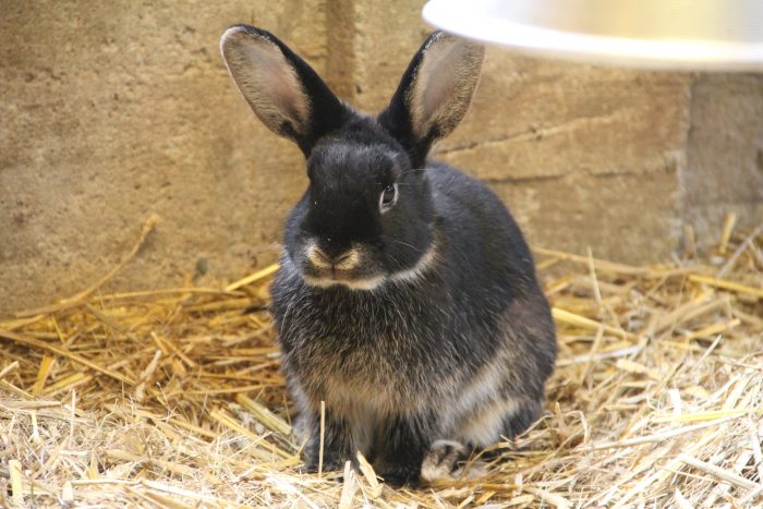 Zwergkaninchen