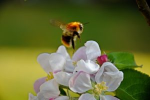 Hummel