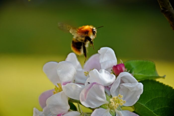 Hummel