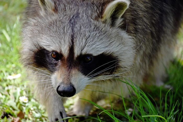 Waschbär