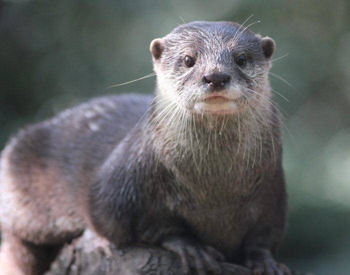 Otter Pop