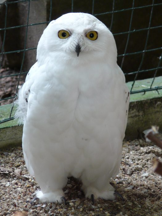 Schneeeule Muggel