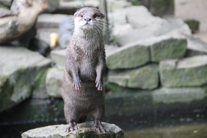 Otter Pip