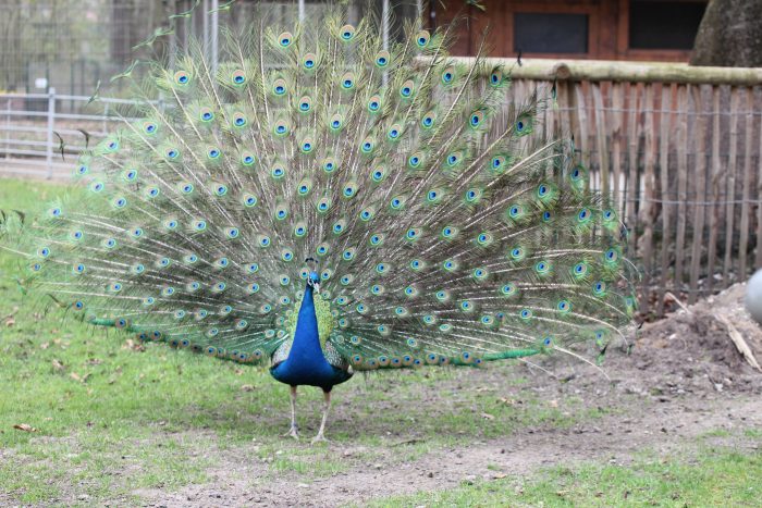 Pfau