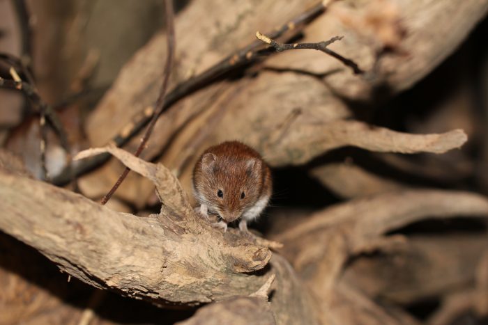 Rötelmaus Tiergehege Kaisergarten