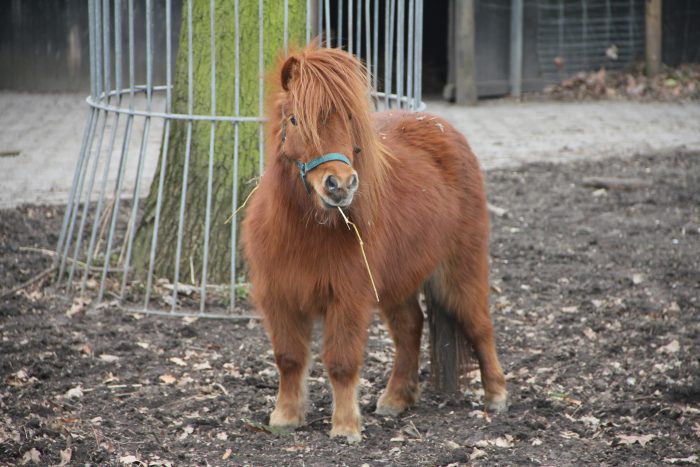 Shetlandpony Mieze