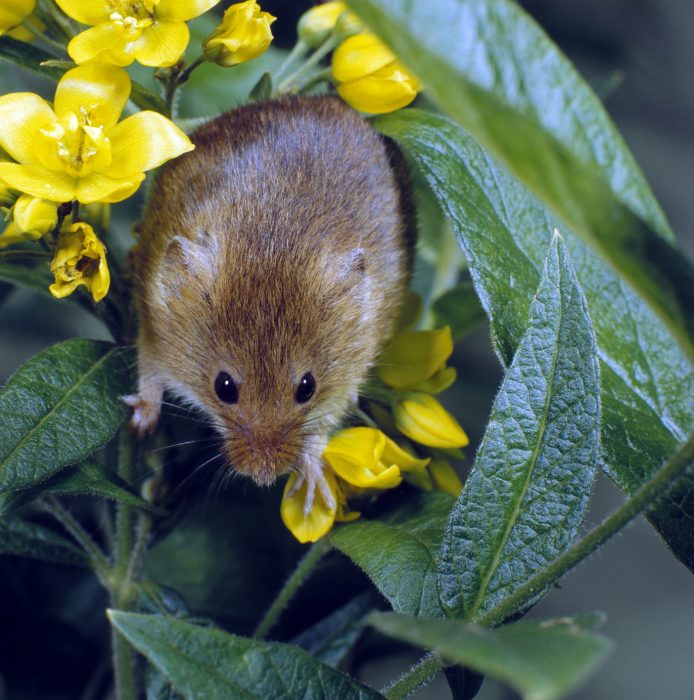Zwergmaus