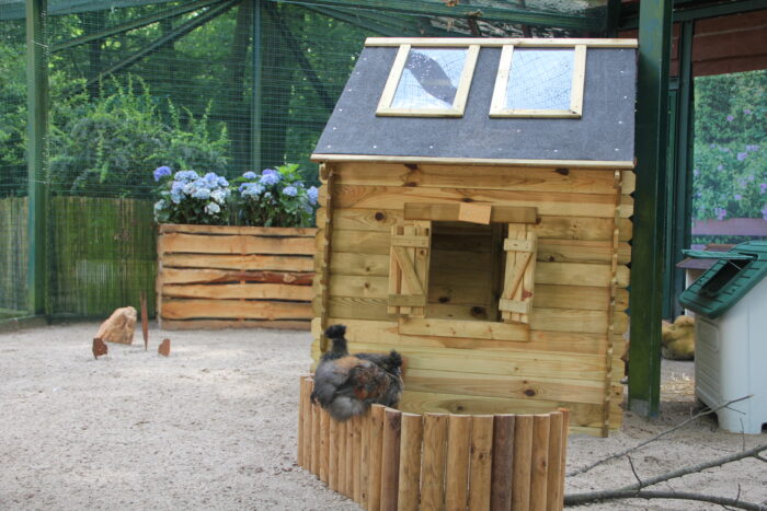 Hühnervoliere Seidenhuhn