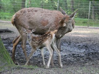 Rothirschkuh mit Kalb