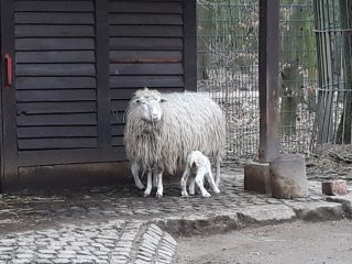 Moorschnucken