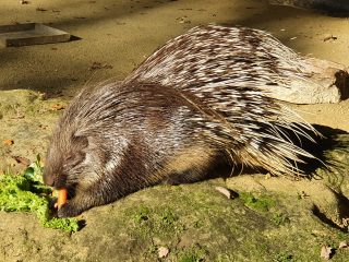 Stachelschwein
