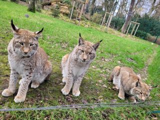 Luchs