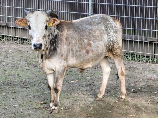 Zwergzebu
