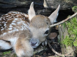 Damhirsch Kitz