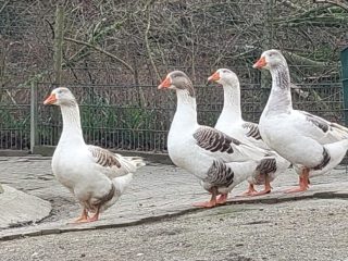 Pommerngans