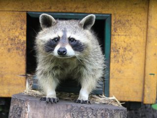 Waschbär