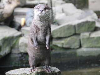 Otter Pip