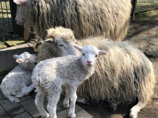 Moorschnucke