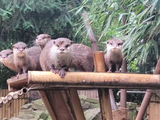 Otter mit Nachwuchs