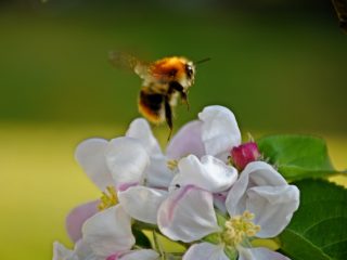 Hummel