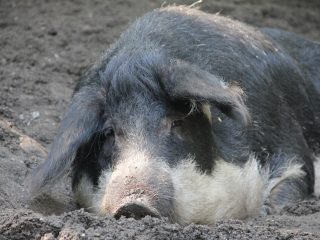 Wollschwein