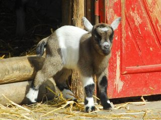 ziegenbaby